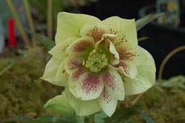 Helleborus�x hybridus `Winter Jewel Golden Lotus'�